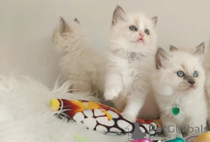 Photo №1. ragdoll - for sale in the city of Bad Kreuznach | 465$ | Announcement № 166304