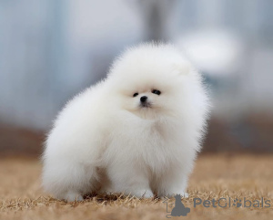 Photo №4. I will sell pomeranian in the city of Berlin. private announcement - price - 380$