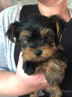 Photo №3. Lovely Yorkshire Terrier puppies for Adoption. Germany