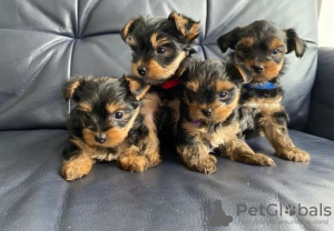 Photo №1. yorkshire terrier - for sale in the city of Киль | negotiated | Announcement № 32017