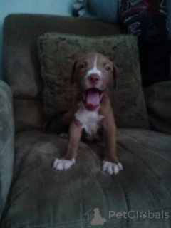 Photo №2 to announcement № 139168 for the sale of american bulldog - buy in Germany private announcement