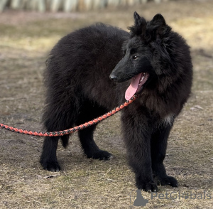Photo №4. I will sell groenendael dog in the city of Talsi. private announcement - price - 941$