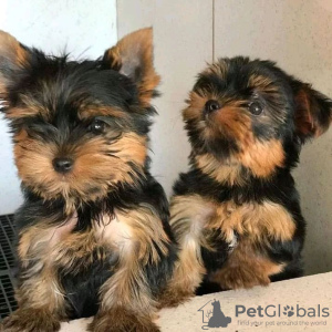 Photo №1. yorkshire terrier - for sale in the city of Pando | 296$ | Announcement № 63943