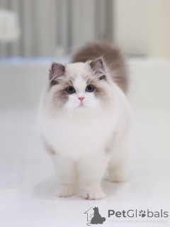 Photo №2 to announcement № 160076 for the sale of ragdoll - buy in Switzerland private announcement