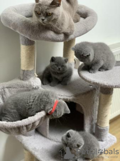 Photo №1. british shorthair - for sale in the city of Duisburg | 423$ | Announcement № 119435