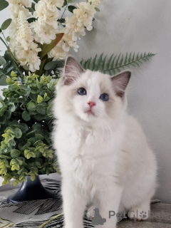 Photo №3. Gorgeous Ragdoll Kittens Soft as Silk, Sweet as Sugar!. Switzerland