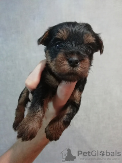 Photo №1. beaver yorkshire terrier, yorkshire terrier - for sale in the city of Daugavpils | 475$ | Announcement № 96582