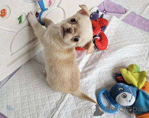 Photo №2 to announcement № 173360 for the sale of non-pedigree dogs - buy in Czech Republic private announcement
