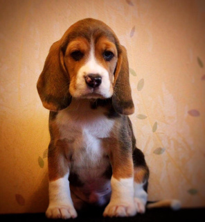 Photo №2 to announcement № 2029 for the sale of beagle - buy in Russian Federation from nursery