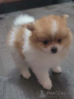 Photo №1. pomeranian - for sale in the city of Dubai | negotiated | Announcement № 35900
