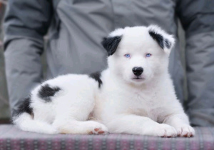 Photo №1. yakutian laika - for sale in the city of Kharkov | 285$ | Announcement № 5598
