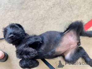 Photo №2 to announcement № 173087 for the sale of giant schnauzer - buy in Portugal private announcement, breeder