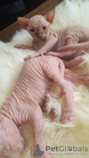 Additional photos: Sphynx kittens