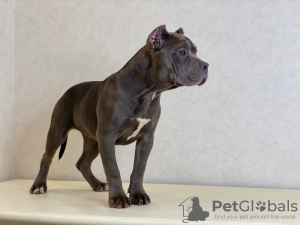 Photo №1. american bully - for sale in the city of Москва | 2025$ | Announcement № 11713