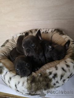Photo №4. I will sell french bulldog in the city of Berlin. private announcement, from nursery - price - 370$