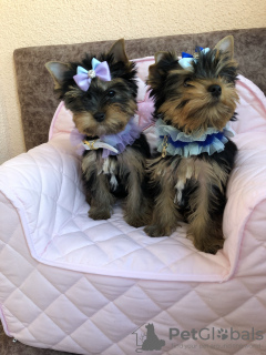 Additional photos: Yorkshire terrier puppies