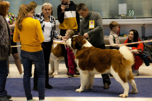 Additional photos: Proposed St. Bernard male for mating.