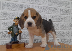 Photo №1. beagle - for sale in the city of Grodno | 223$ | Announcement № 42469