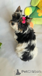 Photo №2 to announcement № 160376 for the sale of  - buy in Georgia breeder