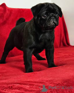 Photo №2 to announcement № 138787 for the sale of pug - buy in United States breeder
