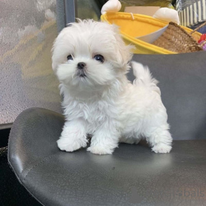 Photo №1. maltese dog - for sale in the city of Франкфурт-на-Майне | negotiated | Announcement № 138445