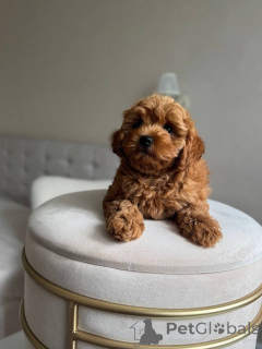 Photo №2 to announcement № 174480 for the sale of poodle (toy) - buy in Finland private announcement