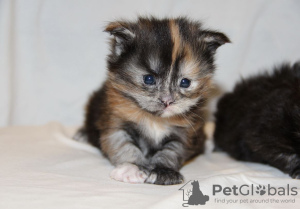 Photo №1. maine coon - for sale in the city of Rostov-on-Don | 811$ | Announcement № 8601