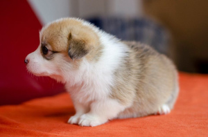 Photo №2 to announcement № 5595 for the sale of welsh corgi - buy in Ukraine from nursery