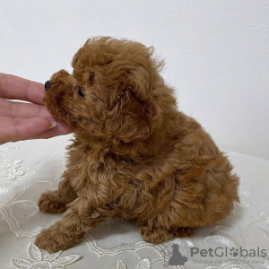Photo №3. Breed Tea-Cup Poodle Sex male Age 9 weeks Registered Yes Pure Breed Yes Shipping. United States