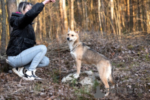 Photo №3. Betty's paws are 1 year old, only 11 kg of happiness!. Russian Federation