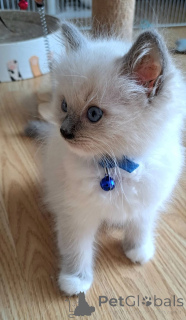 Photo №1. ragdoll - for sale in the city of Hamminkeln | 361$ | Announcement № 174766