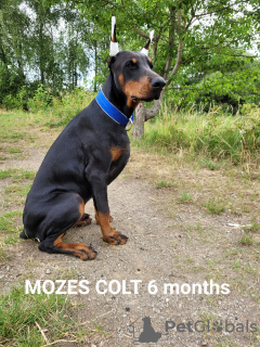 Photo №4. I will sell dobermann in the city of Quedlinburg. from nursery - price - 1664$