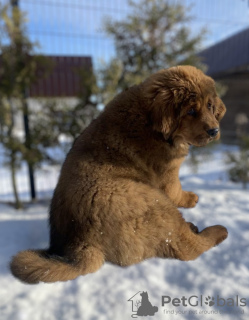 Additional photos: Tibetan mastiff puppies