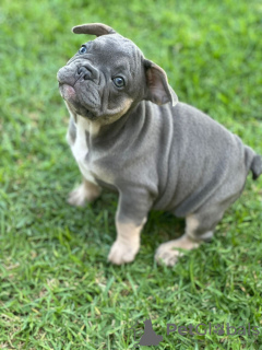 Photo №3. Puppies for sale French bulldog. Spain