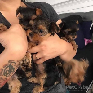 Photo №1. yorkshire terrier - for sale in the city of Berlin | 423$ | Announcement № 95820