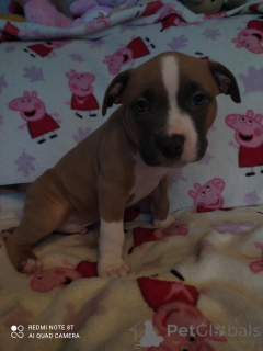 Photo №4. I will sell american staffordshire terrier in the city of Veen. breeder - price - 1412$