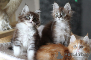 Photo №1. maine coon - for sale in the city of Linden | 225$ | Announcement № 37306