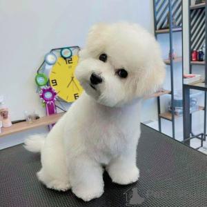 Photo №1. bichon frise - for sale in the city of Meyzieu | 2600$ | Announcement № 20862