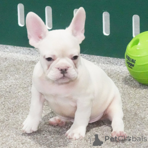 Photo №1. french bulldog - for sale in the city of Wiesbaden | negotiated | Announcement № 162630