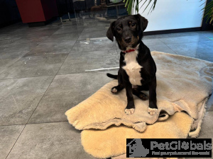 Photo №4. I will sell non-pedigree dogs in the city of Москва.  - price - Is free