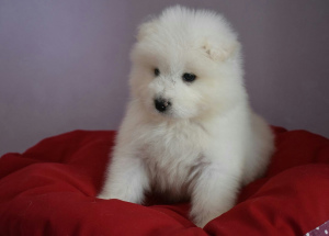 Photo №4. I will sell samoyed dog in the city of Tver. private announcement - price - 390$