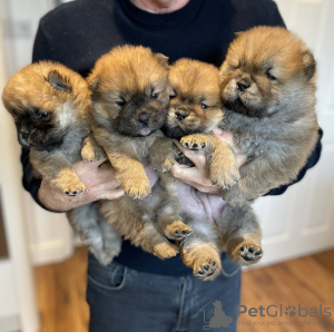 Photo №1. chow chow - for sale in the city of Berlin | 317$ | Announcement № 90332