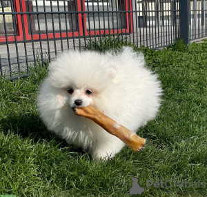 Photo №2 to announcement № 119493 for the sale of pomeranian - buy in Germany private announcement