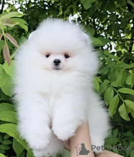 Photo №4. I will sell pomeranian in the city of Belgrade. breeder - price - negotiated