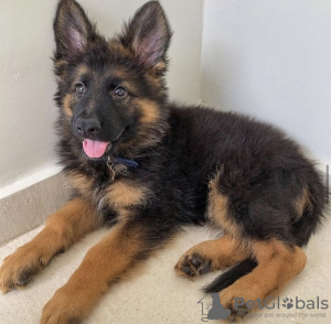 Photo №2 to announcement № 102895 for the sale of german shepherd - buy in United States private announcement, breeder