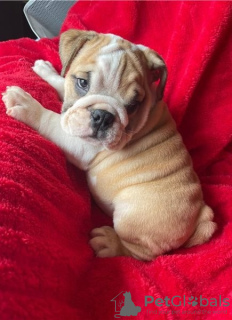 Photo №1. english bulldog - for sale in the city of Leipzig | 1057$ | Announcement № 88367