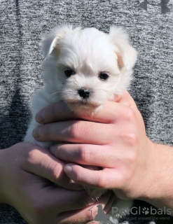 Photo №1. non-pedigree dogs - for sale in the city of Louisville | 400$ | Announcement № 76631