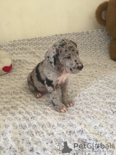 Photo №2 to announcement № 133076 for the sale of great dane - buy in Netherlands private announcement