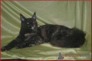 Photo №2 to announcement № 146280 for the sale of maine coon - buy in Russian Federation breeder
