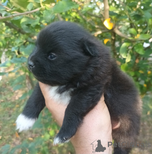 Photo №3. Black Pomeranian Puppies !!! 3 weeks and half photos More info private message. United States